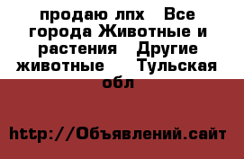 продаю лпх - Все города Животные и растения » Другие животные   . Тульская обл.